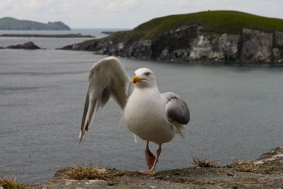 Seagull, Coumeenoole
