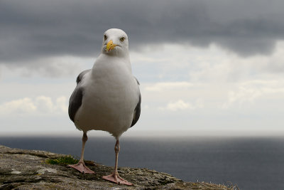 Seagull, Coumeenoole