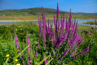 Barleycove, Mizen Peninsula