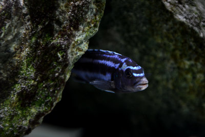 Maingano cichlid