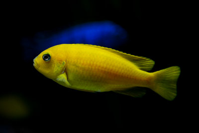 Saulosi cichlids