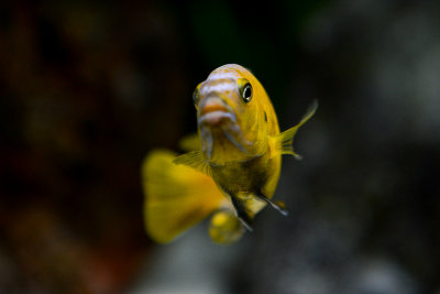 Dominated male of Saulosi cichlid