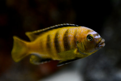 Dominated male of Saulosi cichlid