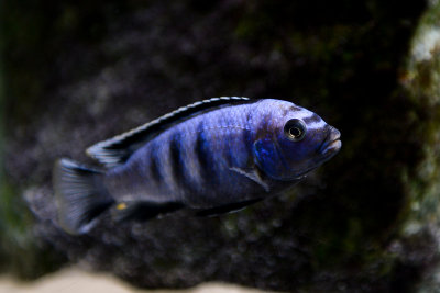 Dominating male of Saulosi cichlid