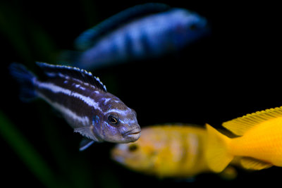 Saulosi and Maingano cichlids