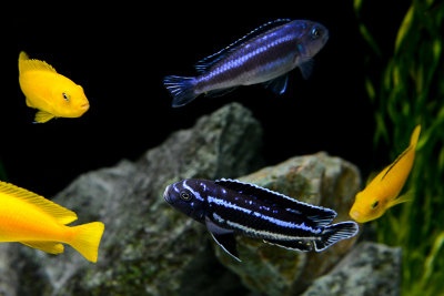 Saulosi and Maingano cichlids