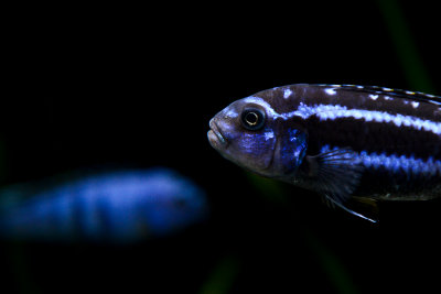 Maingano and Saulosi cichlids