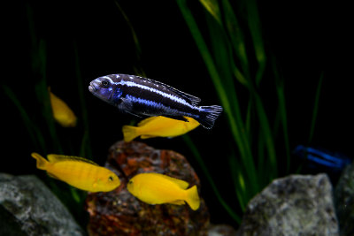 Saulosi and Maingano cichlids