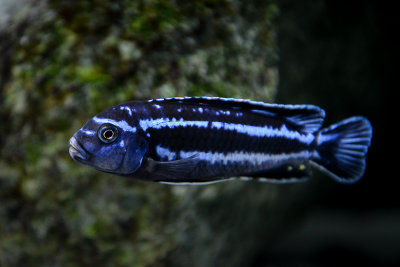 Dominating male of Maingano cichlid