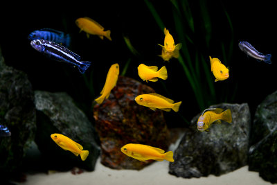 Saulosi and Maingano cichlids