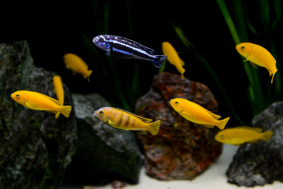 Saulosi and Maingano cichlids