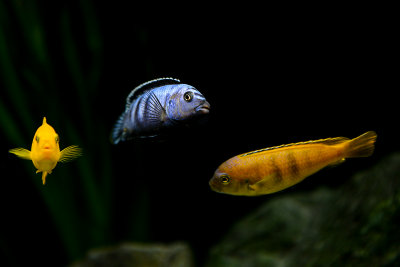 Saulosi cichlids