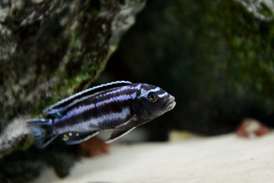 Maingano cichlid