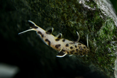 Synodontis Lucipinis