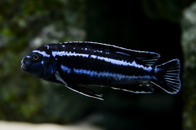 Dominating male of Maingano cichlid