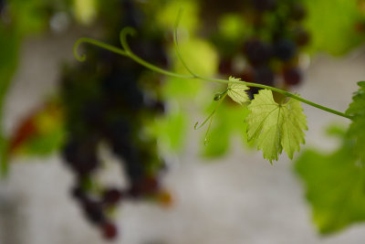 Grapes, Berat