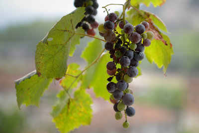 Grapes, Berat