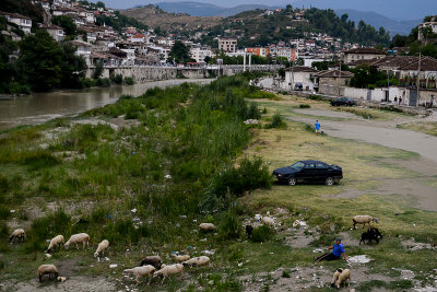 View along Osum River with a shepherd and his herd in the foreground, Berat