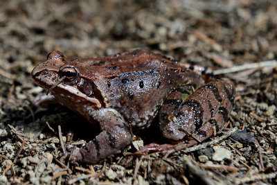 Grass Frog (Rana temporaria), Durmitor NP