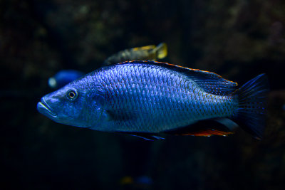 Dimidiochromis compressiceps (Malawi eye biter), Lake Malawi