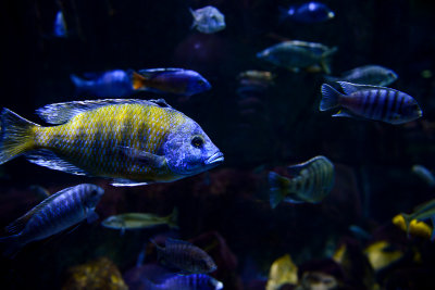 Malawi cichlids with Protomelas tangerine tiger male in the foreground, Lake Malawi 