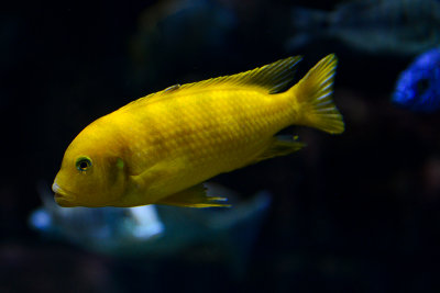 Metriaclima lombardoi (Kenyi Cichlid) male, Lake Malawi