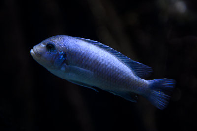 Metriaclima callainos (cobalt blue zebra), Lake Malawi