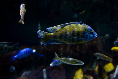 Malawi cichlids with Protomelas tangerine tiger male in the foreground, Lake Malawi 