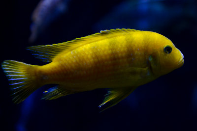 Metriaclima lombardoi (Kenyi Cichlid) male, Lake Malawi