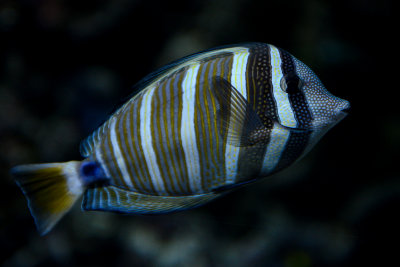 Indian sailfin tang, coral reef