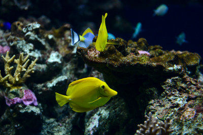 Yellow tangs, coral reef