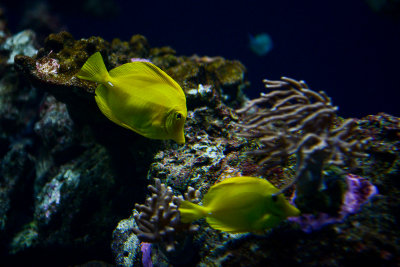 Yellow tangs, coral reef