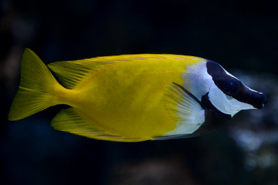 Foxface, coral reef