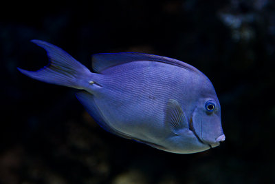 Blue tang surgeonfish, coral reef