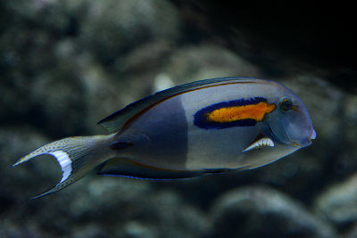 Orangespot surgeonfish, coral reef