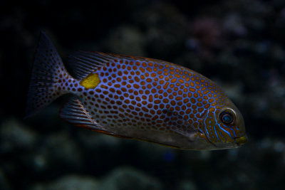 Unidentified species, coral reef