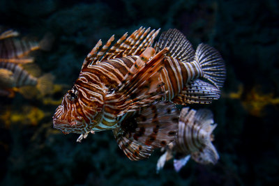 Red lionfish, coral reef