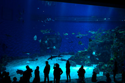 The big fish tank in The Blue Planet