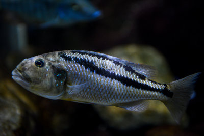 Aristochromis christyi (Malawi hawk), Lake Malawi