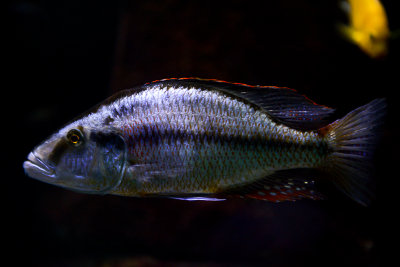 Dimidiochromis compressiceps (Malawi eye biter), Lake Malawi