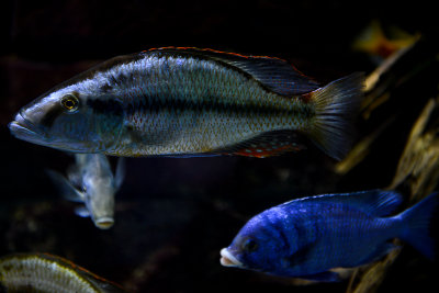 Dimidiochromis compressiceps (Malawi eye biter) and Placidochromis phenochilus mdoka white lips behind, Lake Malawi