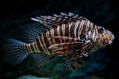 Red lionfish, coral reef