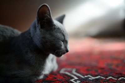 Nemo - The Russian Blue cat