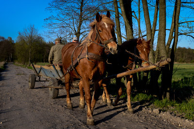 Horse Team, Guciw, Roztocze