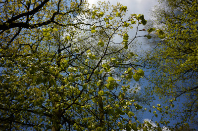 Spring in Szczytnicki Park, Wroclaw