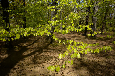 Spring in Szczytnicki Park, Wroclaw