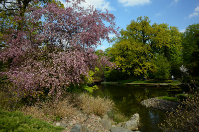 Spring in Japanese Garden, Wroclaw