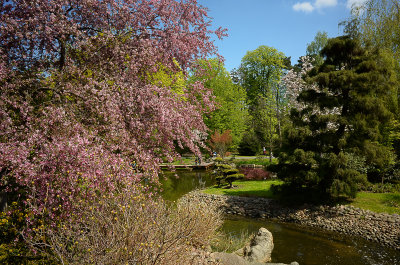 Spring in Japanese Garden, Wroclaw