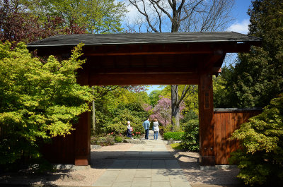 Spring in Japanese Garden, Wroclaw