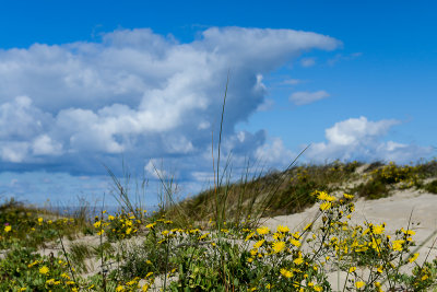 On The Dunes, Curonian Spit